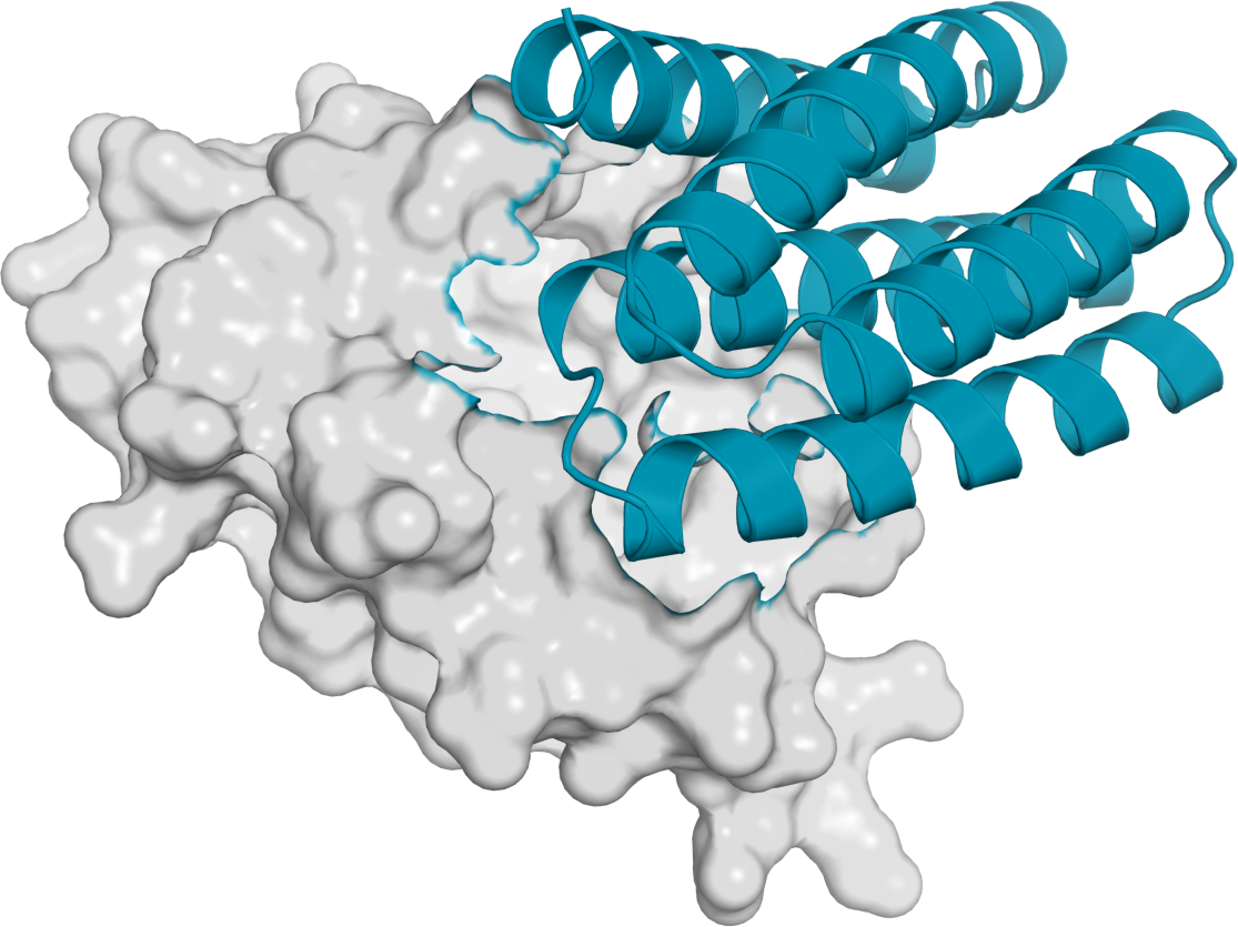Predicted complex of PD-L1 in gray and a designed binder in teal.